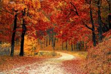 podzimní cesta